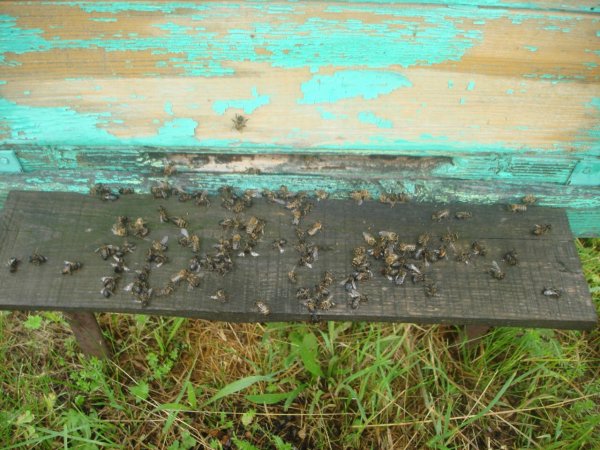 В Башкирии проверят массовую гибель пчел