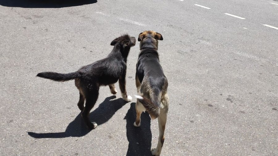 В мэрии Уфы озвучили причину нападения бездомных собак на горожан