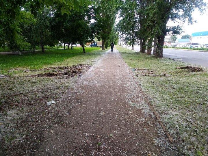 Тополиный «снегопад» накрыл Уфу: В администрации города рассказали, почему не будут менять тополя на другие виды деревьев