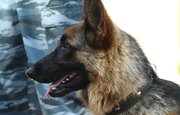 В Башкирии расследуют дело об отстреле породистой собаки