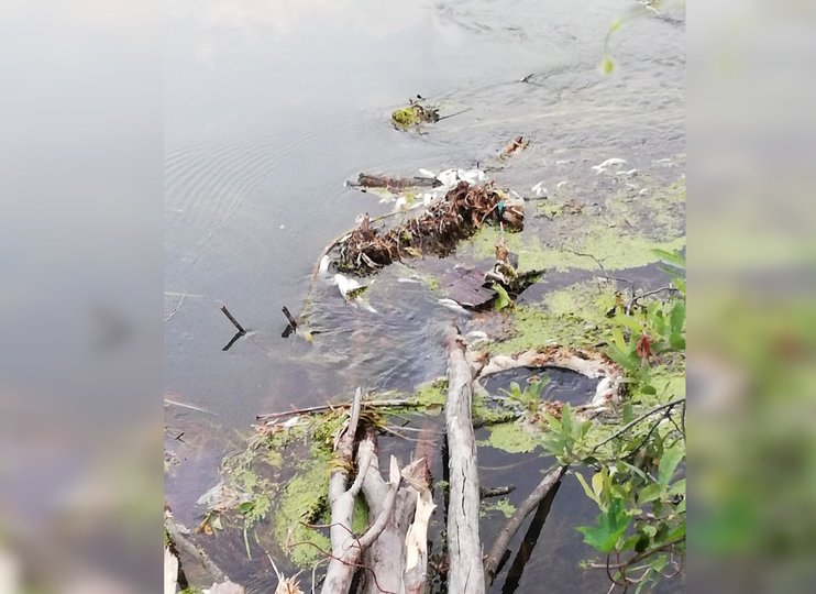 В Башкирии на реке Изяк собрали полтонны мертвой рыбы