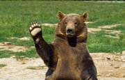 В Башкирии медвежонок выучил команды на башкирском языке