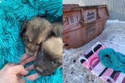 В Уфимском районе четырех щенков выбросили в мусорный контейнер в завязанном пакете – Малышам ищут дом
