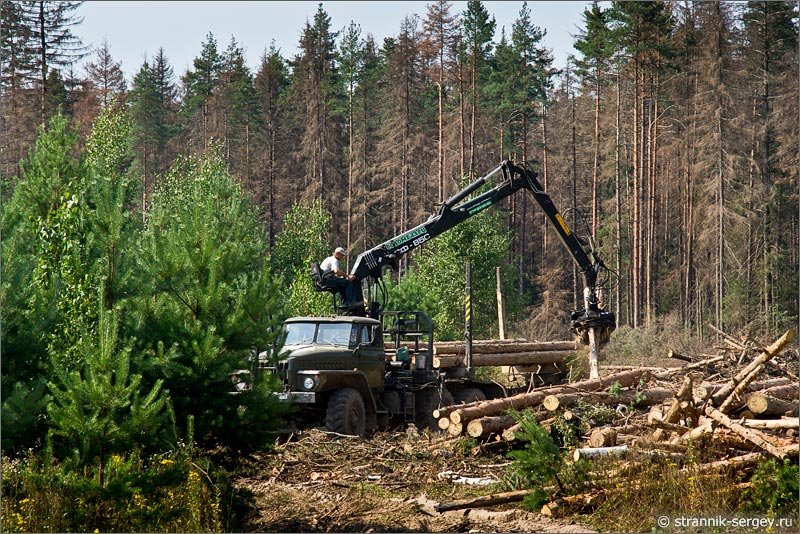 Депутата сельсовета осудят за незаконную вырубку леса