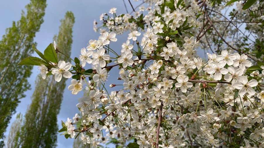 Восемь советов, как защититься от пыльцы во время цветения, жителям Башкирии дала аллерголог