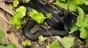 Эксперт объяснил, почему жители Башкирии стали часто встречать змей