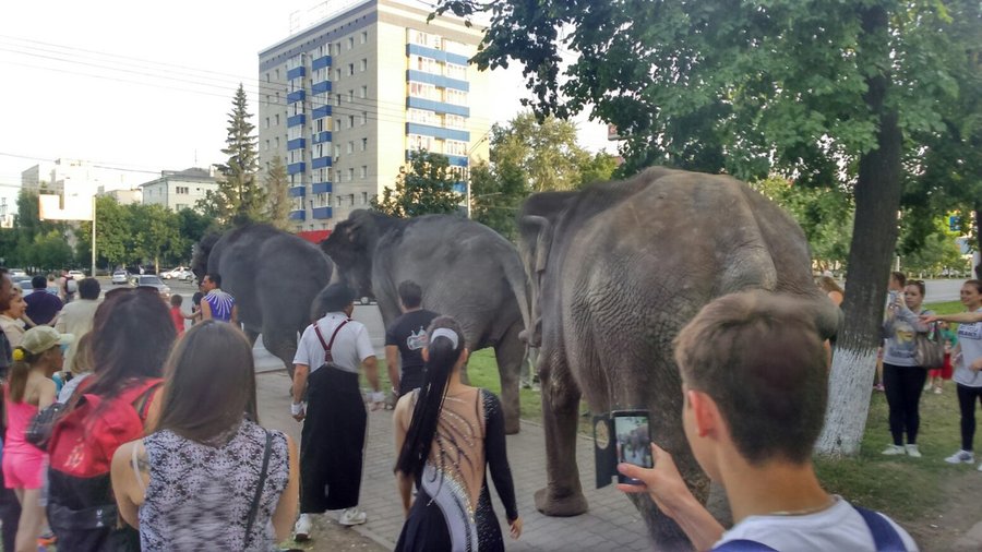 По проспекту Октября вновь ходили слоны