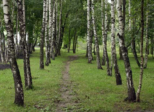 Парк имени Рутто избавят от больных берез