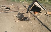 «Бездыханные, растерзанные тела, разгромленные будки, везде кровавое месиво»: В Башкирии неизвестные жестоко расправились с собаками в центре передержки
