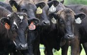Башкирия организует переговоры с американскими поставщиками скота