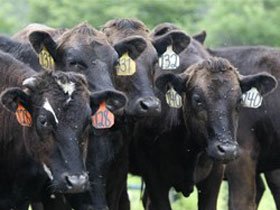 Башкирия организует переговоры с американскими поставщиками скота