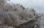 В Башкирии обследуют леса, поврежденные от ледяного дождя