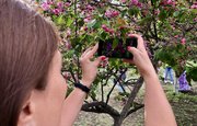 В парке Матросова начался двухнедельный фотомарафон у «башкирской сакуры»