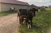 В Башкирии обнаружен лейкоз крупного рогатого скота