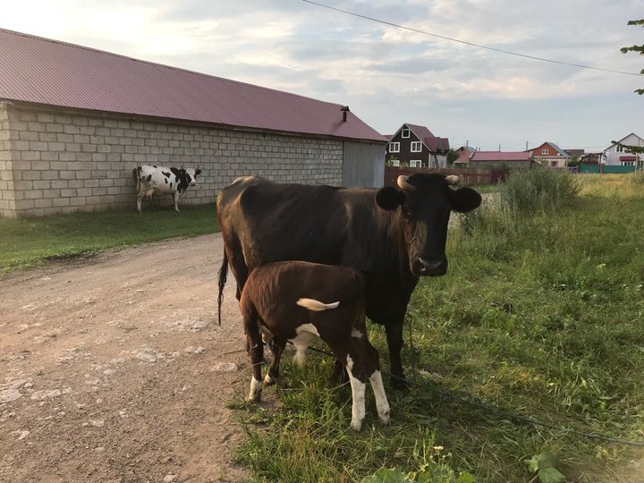 Влететь в копеечку: В одном из районов Башкирии придумали, как бороться с фермерами, отпускающими скот на самовыгул