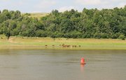 В Павловское водохранилище в Башкирии впервые выпустят мальки стерляди 