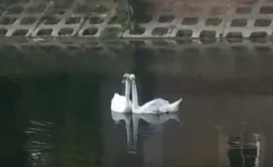Лебедю из парка Аксакова в Уфе нашли пару