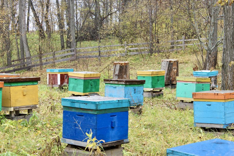 В Башкирии пчеловоды получили компенсацию за массовый мор пчел