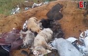 Свалку из трупов собак в Башкирии до сих пор не убрали – делом займётся прокуратура