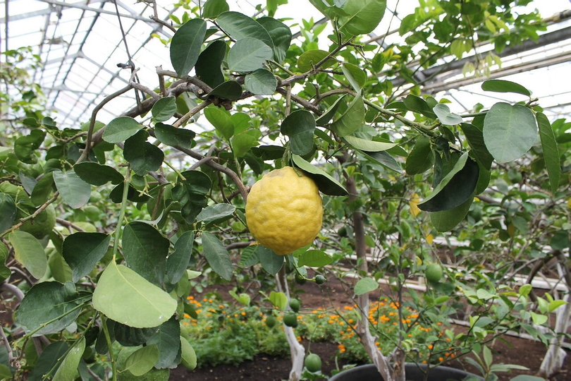 В Уфимском Лимонарии начали сбор урожая лимонов