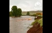 В Башкирии стадо коров смыло наводнением с пастбища