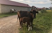 В Башкирии выявили лейкоз рогатого скота