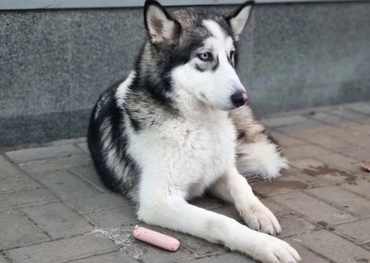 «Даже не ест»: Жителей Уфы встревожила потерявшаяся собаки с грустным взглядом