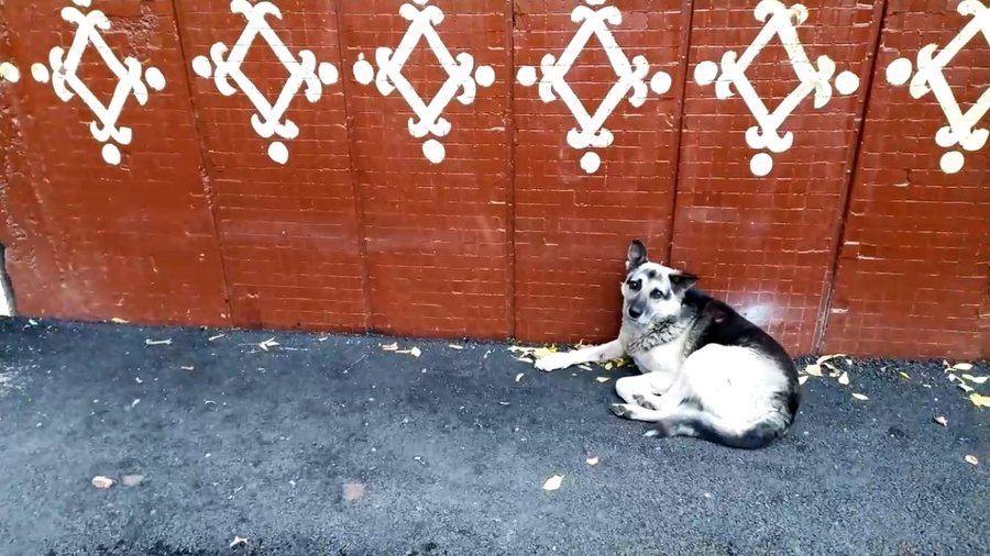 «Его пытались съесть местные бомжи»: В Уфе собака оказалась на улице после смерти хозяина