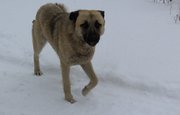 В Башкирии спасли собаку, провалившуюся в колодец