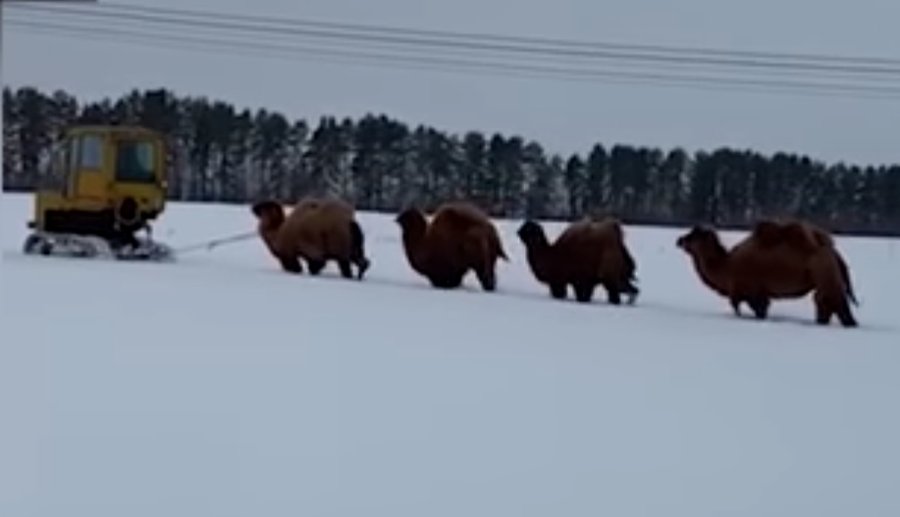 В Башкирии на снежном поле заметили караван верблюдов