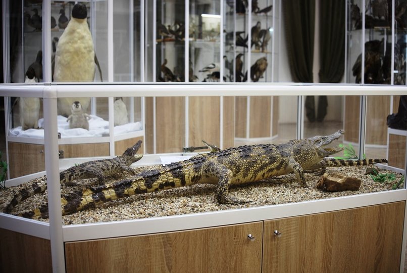 Башкортостанская таможня передала в музей конфискованные чучела редких крокодилов и питона