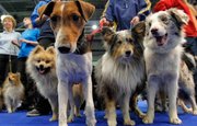 В Уфе состоятся выставки собак