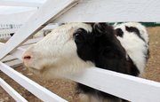 Сбербанк и ГК «Простор» заключили соглашение о сотрудничестве при строительстве молочной фермы в Башкортостане