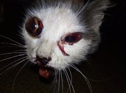 Нашли окровавленную под окнами: В Башкирии живодеры изувечили спасенную волонтерами кошку