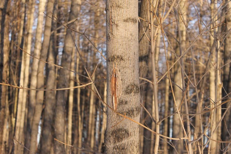В Башкирии четверо сотрудников лесхоза незаконно вырубили деревья на 5 млн рублей