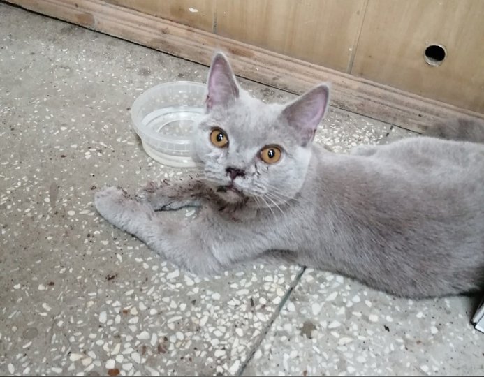 В Башкирии спасли котенка, рассекшего челюсть при падении из окна