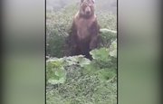 Видео: На пути жителей Башкирии встретился огромный медведь