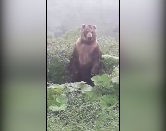 Видео: На пути жителей Башкирии встретился огромный медведь