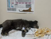 В Башкирии скончалась уличная собака, найденная с разрывом половых органов