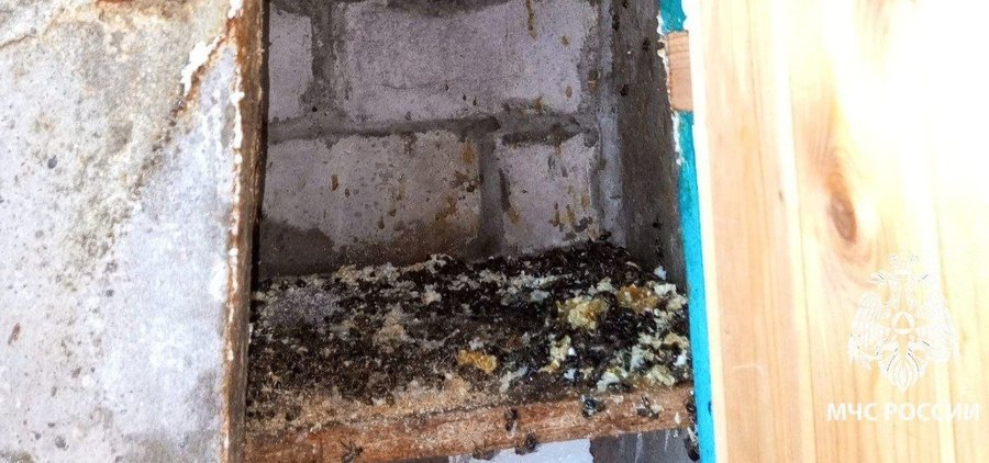 В Башкирии семья с детьми столкнулась с нашествием пчел в квартире