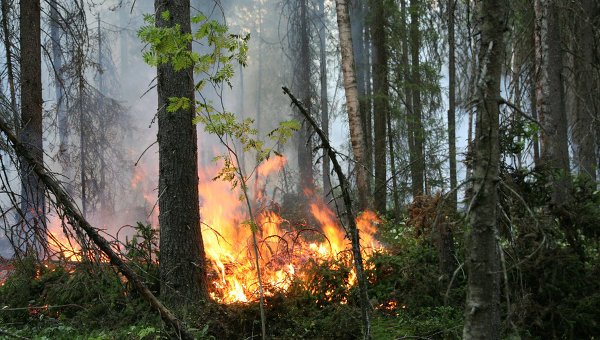 В Башкирии от грозового разряда произошло два лесных пожара