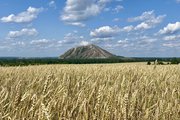 В Башкирии компании предоставили землю без торгов для производства элитных семян