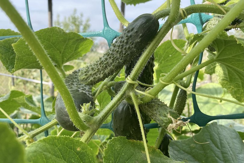 Во всех огородах: Диетолог назвала полезные свойства летних овощей
