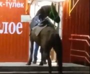 В Башкирии мужчина приехал в магазин «Красное и белое» на лошади