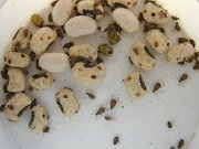 В Уфе обнаружили бобы с опасными личинками