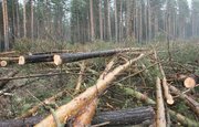 Предприниматель из Башкирии незаконно вырубил лес на 700 тысяч рублей