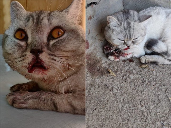 Известна судьба кошки из Башкирии, которую выбросили в мусоропровод с 9 этажа