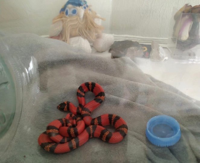 В Уфе ребёнок на подоконнике многоэтажки обнаружил ядовитую змею