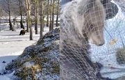 Жители Башкирии спасли обессиленного медвежонка
