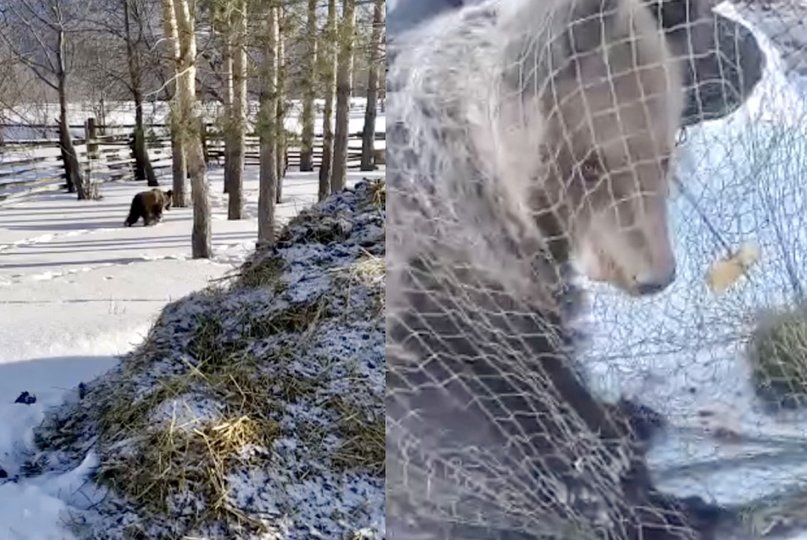 Жители Башкирии спасли обессиленного медвежонка